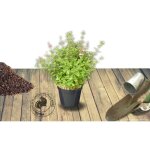 Sauge  petites feuilles hot lips / pot de 3l
