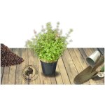 Sauge à petites feuilles royal bumble / pot de 3l Sauge à petites feuilles royal bumble / pot de 3l