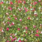 Sauge � petites feuilles pink lips� / pot de 7, 5l