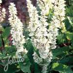 Sauge sclar�e vatican white / godet