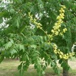 P�pini�res naudet ? savonnier (koelreuteria paniculata) ? petit arbre �tal� � fleurs jaunes ? hauteur ...