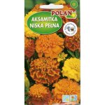 Seklos - lt graines de tagetes couleur orange faciles � cultiver