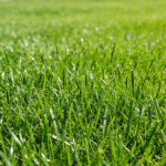 Semences de ray - grass, 500 g, semences de gazon de haute qualit�, pour le verdissement, l'implantation ...