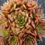 Sempervivum chick charms� gold nugget - plante vivace