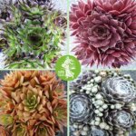 Offre sp�ciale de 4 sempervivum - plante vivace