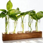 Station de multiplication des plantes, jardini�res hydroponiques avec supports en bois - 5 vases en verre ...