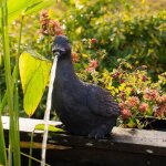 Sujet cracheur d'eau canard
