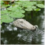 Sujet cracheur tête de crocodile Sujet cracheur tête de crocodile