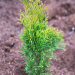Thuya du canada emeraude, thuja occidentalis / pot de 7, 5l