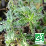 Thym poilu rampant ciliatus bio / lot de 3 godets - rose