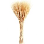 Tiges de bl� s�ch�es, 100 tiges de gerbes de bl� pour d�corer la table de mariage, la cuisine � la maison ...
