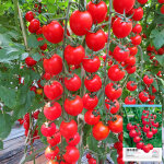 Tomates cascade beauty ? graines de l�gumes cerises 100 graines / sachet pour plantation jardin et balcon ...