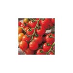Tomate cerise - 0. 5 g - graines de legumes