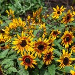 Tournesol suntastic hf1 - graines d'exception vilmorin