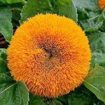 Tournesol ?teddy bear? (helianthus annuus) ? 200 graines ? vari�t� naine � fleurs doubles ? id�al pour ...