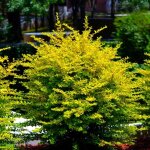 Tro�ne de chine (ligustrum sinense)