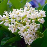 Tro�ne du japon (ligustrum japonicum)