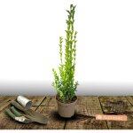 Tro�ne du japon / pot de 4l