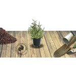 V�ronique en �pi spicata / godet