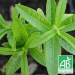 Verveine odorante bio / lot de 3 godets - blanche