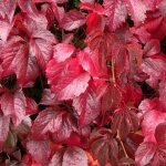 Vigne vierge quinquefolia / pot de 1, 5l