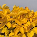 Vigne vierge quinquefolia yellow wall / pot de 3l