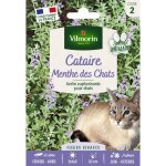 Cataire 'menthe des chats' (nepeta cataria) - grand mod�le vilmorin