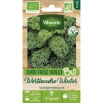 Chou frisé (kale) westlandse winter - bio vilmorin Chou frisé (kale) westlandse winter - bio vilmorin