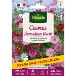 Cosmos sensation vari� - grand mod�le vilmorin