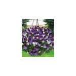 Violettes - offre speciale 6 rocky - plantes vivaces