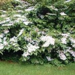 Viorne de chine lanarth, viburnum / pot de 3l