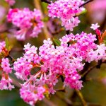 Viorne d'hiver 'dawn' (viburnum bodnantense 'dawn')