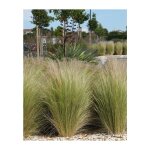 Stipa tenuissima plante en pot 17cm photos réelles Stipa tenuissima plante en pot 17cm photos réelles