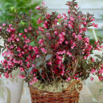 Weigela alexandra�, weigelia / pot de 3l