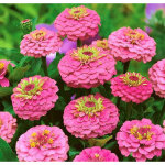 Zinnia rose semences jardin 1000 pcs ? fleurs d�coratives �t�, non ogm avec engrais, plantes faciles ...