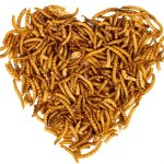 1 kg de vers de farine lyra pet pour poissons d'ornement et de bassin