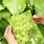 100 pices sac de protection de grappes de raisin, taille: 10 x 12 cm, couleur: vert, avec cordon, donne ...