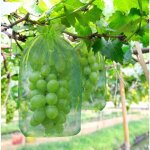 100 pices sac de protection de grappes de raisin, taille: 30 x 20 cm, couleur: vert, avec cordon, donne ...
