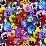 1000 graines de pens�e g�ante suisse ? massifs, bordures et conteneurs, fleurs d�coratives