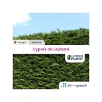 11 x cyprès de leyland en pot de 8 l 11 x cyprès de leyland en pot de 8 l