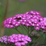 3 achillées 'cerise queen' (achillea 'cerise queen') 3 achillées 'cerise queen' (achillea 'cerise queen')