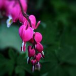 3 c?urs de marie rose (dicentra spectabilis)