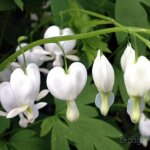 P�pini�res naudet ? coeur de marie blanche (dicentra spectabilis 'alba') ? plante vivace rustique ? fleurs ...