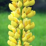 P�pini�res naudet - 3 lupins 'le chandelier' (lupinus 'chandelier')