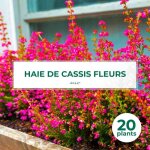 20 groseilliers � fleurs (ribes sanguineum) - haie de cassis fleurs