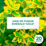 20 fusains emerald 'gold' (euonymus fortunei 'gold') - haie fusain gold