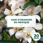 20 orangers du mexique (choisya ternata) - haie de oranger du mexique 20 orangers du mexique (choisya ternata) - haie de oranger du mexique