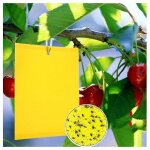 20 pi�ces jaune mouche pi�ge double face, pi�ges jaunes double face pour insectes volants (15x20cm)?