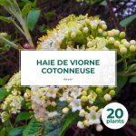 20 viornes cotonneuse (viburnum lantana) - haie de viorne cotonneuse