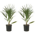 Bloomique - lot de 2 - chamaerops humilis - palmier nain européen - palmier rustique - plantes de jardin ... Bloomique - lot de 2 - chamaerops humilis - palmier nain européen - palmier rustique - plantes de jardin ...